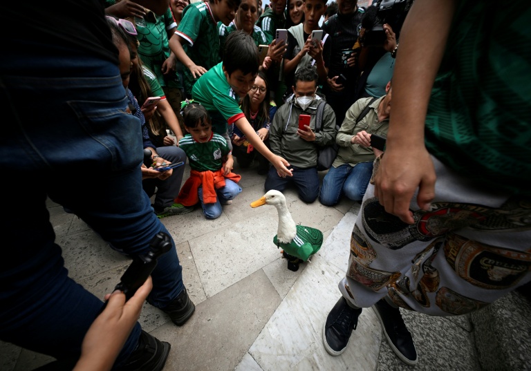 Football 'ambassador' and fan favorite: a duck becomes a star in Mexico