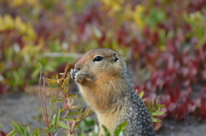Arctic ground squirrels are "natural archivists", the scientist said - Cory WILLIAMS (AFP)