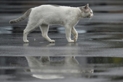 Estimates of the true number of strays in Jakarta vary wildly, from about 305,000, according to one city official, to five times that, according to another - BAY ISMOYO (AFP)