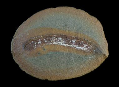 New analysis of rare fossils fills knowledge gaps on the development of the creatures that gave rise to the first land-dwelling vertebrates - Arjan MANN (AFP)