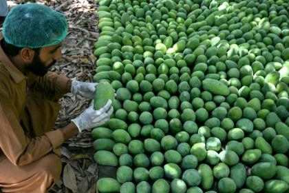 A worker checking the quality of mangoes at an orchard in Hyderabad City, in Pakistan's Sindh province - Rizwan TABASSUM (AFP)
