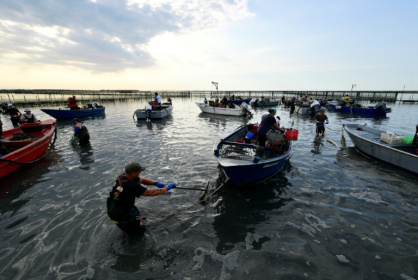 Clam harvesters work in the shallow waters of the Po River Delta - Stefano RELLANDINI (AFP)