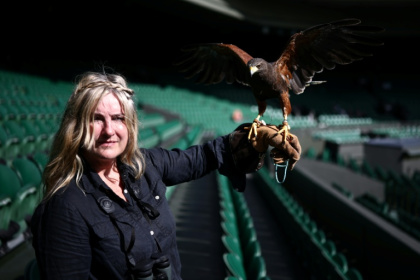 Rufus, the Harris hawk, stands on the gloved hand of falconer Donna Davis at the Wimbledon tennis club - Henry NICHOLLS (AFP)