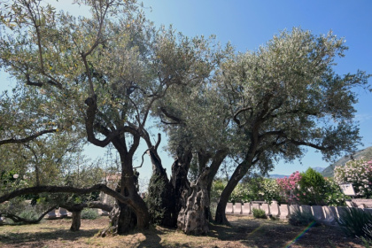 The old olive tree in Bar has had years of restorative work - SAVO PRELEVIC (AFP)