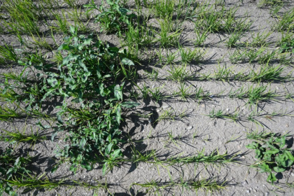 Rice plants are being overrun by weeds as drought grips Sharon Angoli's farm at Torre Beretti in northern Italy - Piero CRUCIATTI (AFP)