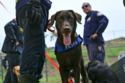 Trained rescue dogs like Sisu, shown here, played a key role in locating survivors in the rubble from Venezuela's earthquakes - MARTIN BERNETTI (AFP)