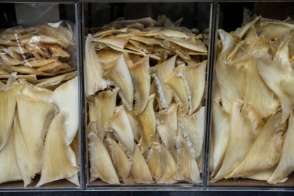 Researchers say shark finning is not just brutal, but is harmful to shark populations whose numbers are in drastic decline - ISAAC LAWRENCE (AFP)