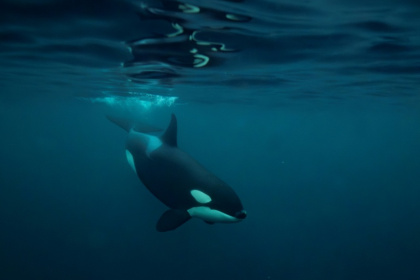 Killer whales are highly intelligent apex predators and have been known to play with their prey and deploy sophisticated tactics to ensnare them - Olivier MORIN (AFP)