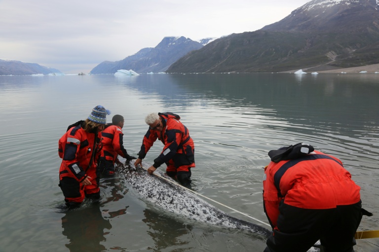 How narwhal 'scientists' track Arctic warming