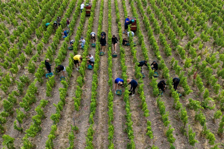 Heat forces French champagne makers to stiffen their drink