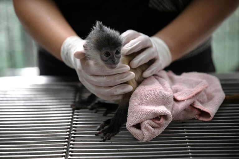 Online and undercover: saving trafficked wildlife in Thailand