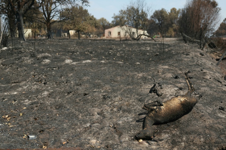 Wildlife face 'catastrophic' losses as France's forests burn
