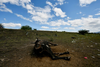 Livestock are dying out due to the persisent heat and subsequent food shortages - Orlando SIERRA (AFP)